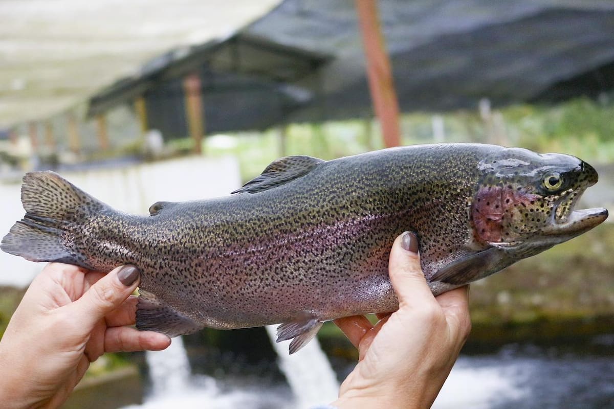 Santander tiene condiciones naturales para convertirse en un territorio con mayor producción acuícola. Sus diversos pisos térmicos permiten cultivar especies como tilapia, cachama, bocachico y trucha, pero el reto está en transformar ese potencial en sistemas productivos eficientes y sostenibles.