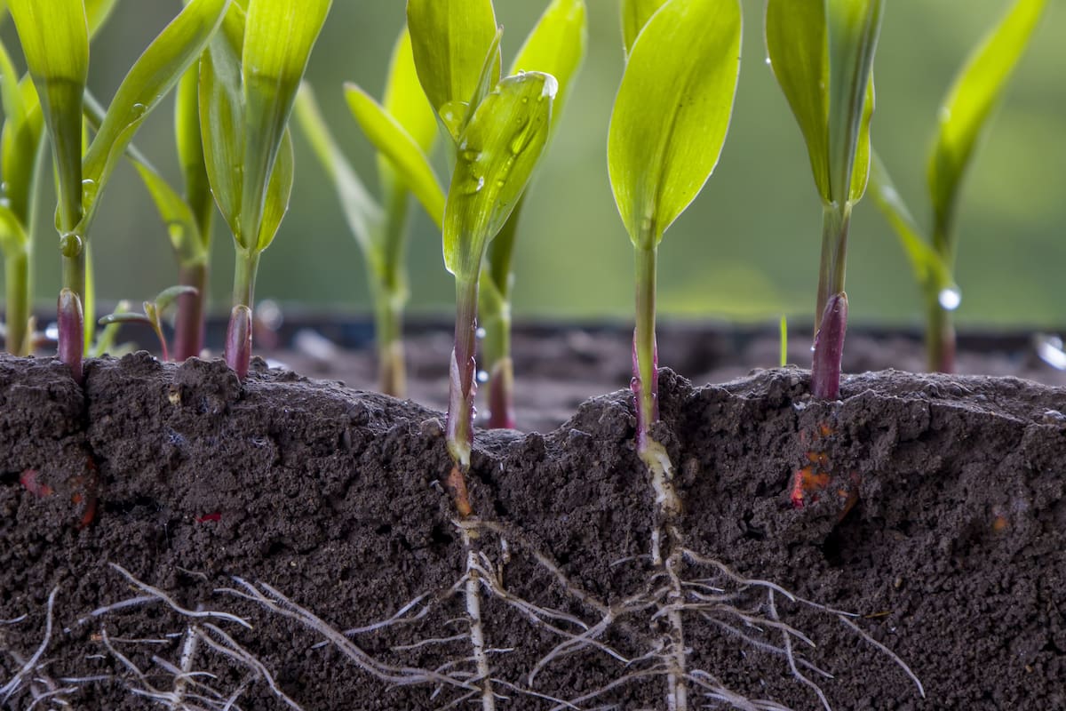 En el campo santandereano hoy hay más información, más biofábricas y más discursos sobre sostenibilidad que nunca; sin embargo, la crisis persiste. ¿Estamos realmente transformando nuestra relación con la tierra o simplemente cambiando un insumo por otro?