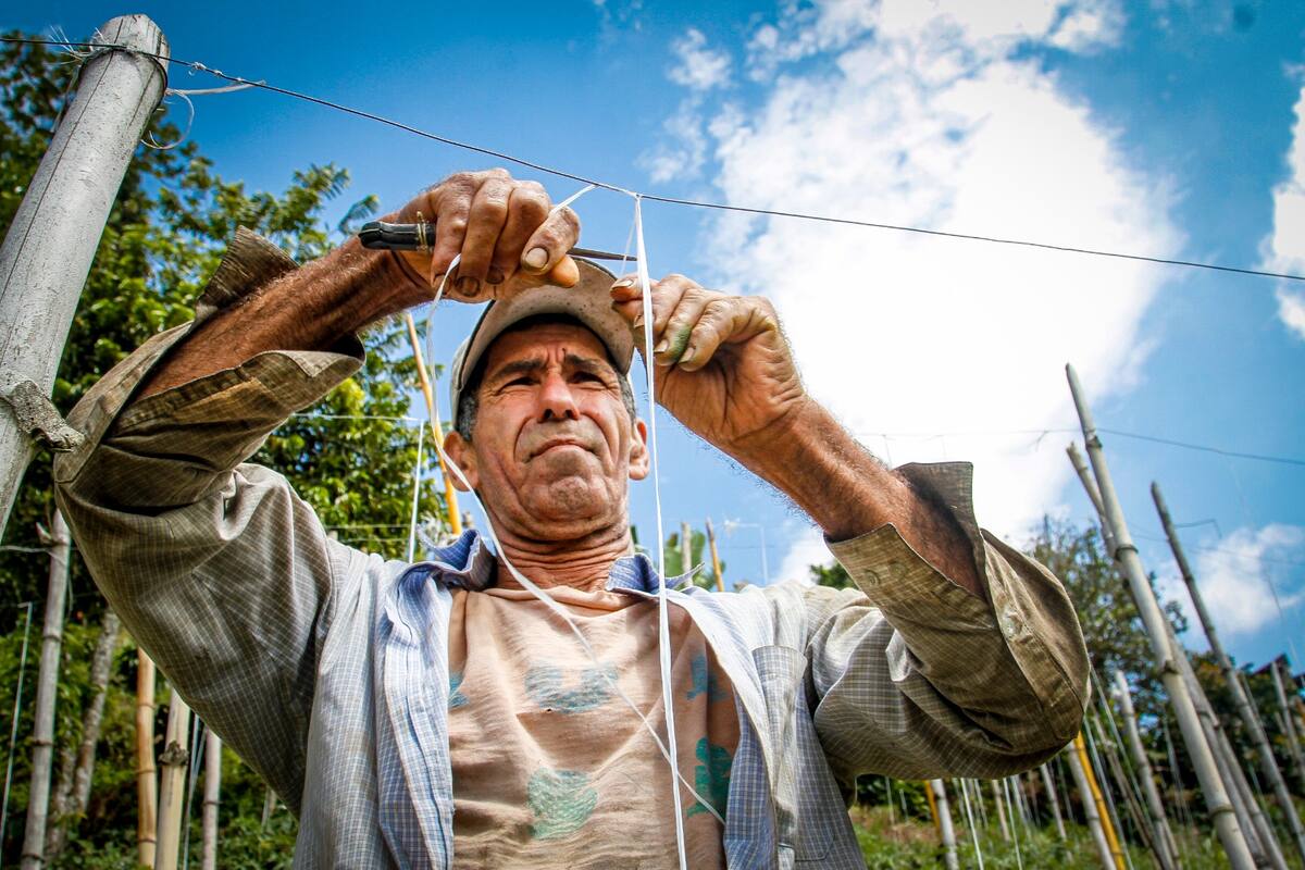 La historia detrás de una siembra de tomates, en Santander. Foto: Marco Valencia