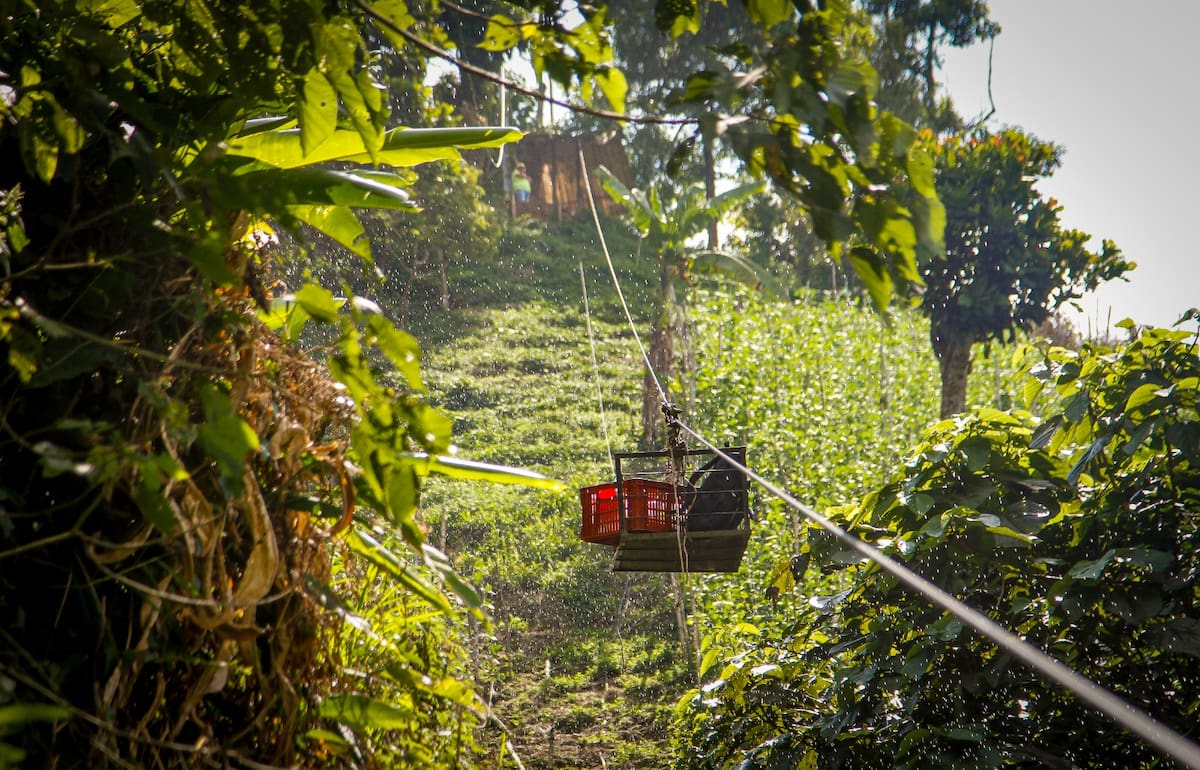 La historia detrás de una siembra de tomates, en Santander. Foto: Marco Valencia