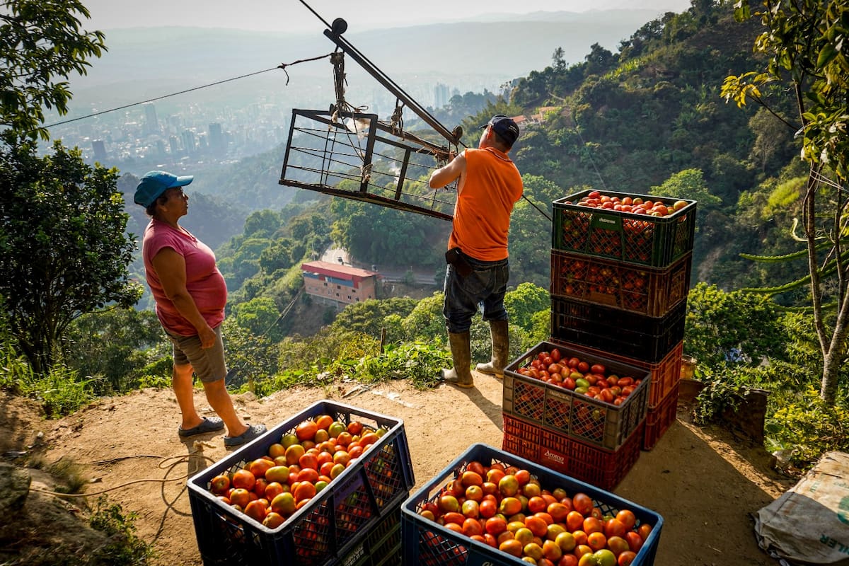 La historia detrás de una siembra de tomates, en Santander. Foto: Marco Valencia