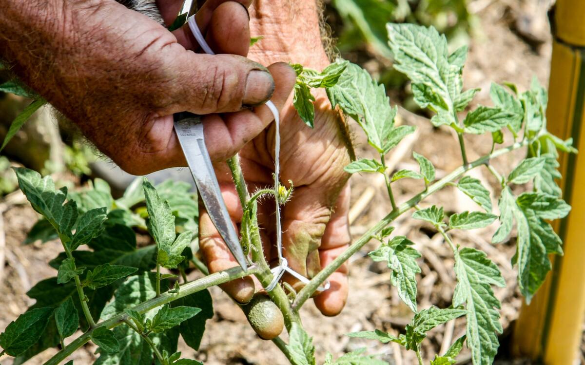 La historia detrás de una siembra de tomates, en Santander. Foto: Marco Valencia