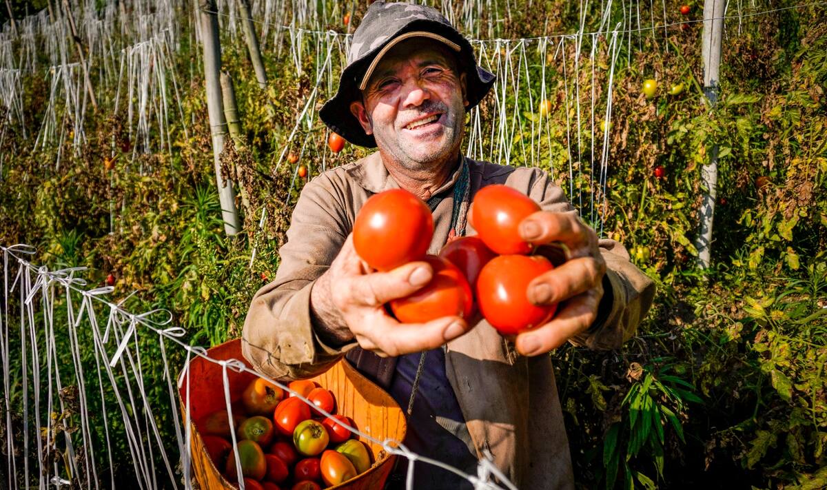 La historia detrás de una siembra de tomates, en Santander. Foto: Marco Valencia