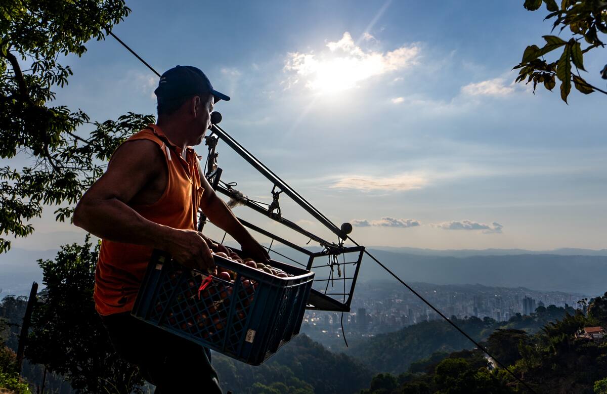 La historia detrás de una siembra de tomates, en Santander. Foto: Marco Valencia