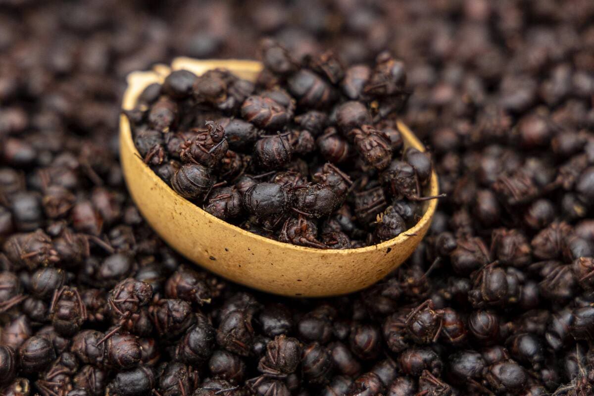 La hormiga culona es uno de los peores platos del mundo, según Taste Atlas: esto dicen los chefs santandereanos. Foto tomada de redes sociales/VANGUARDIA