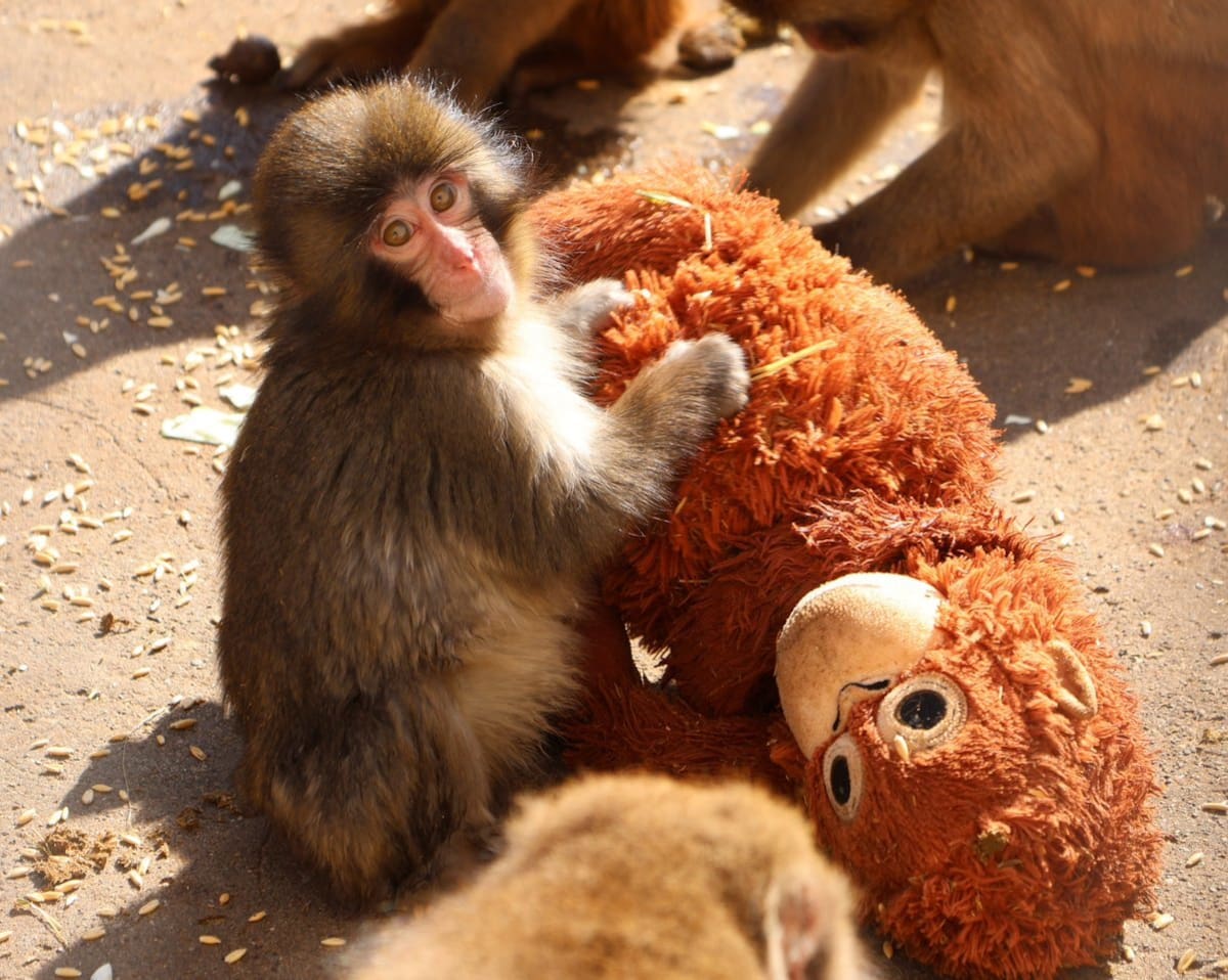 Un pequeño macaco japonés abandonado al nacer en el zoológico de la ciudad de Ichikawa, y que desde entonces no se separa de un peluche que se ha convertido en una madre improvisada, ha conquistado la atención del público en Japón y de las redes sociales. EFE/ Zoológico De La Ciudad Japonesa De Ichikawa SOLO USO EDITORIAL/SOLO DISPONIBLE PARA ILUSTRAR LA NOTICIA QUE ACOMPAÑA (CRÉDITO OBLIGATORIO)