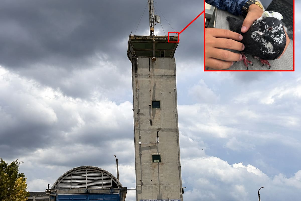 La paloma que sobrevoló la cárcel de Palogordo con cables de cargador: ¿cómo funciona esta modalidad y qué dice la ley?