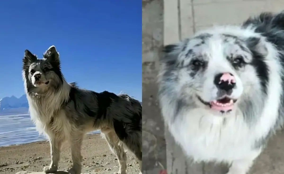Chutou, un perro con más de 1,5 millones de seguidores en las redes, fue robado y vendido por 27 dólares a un restaurante en China, donde fue sacrificado.