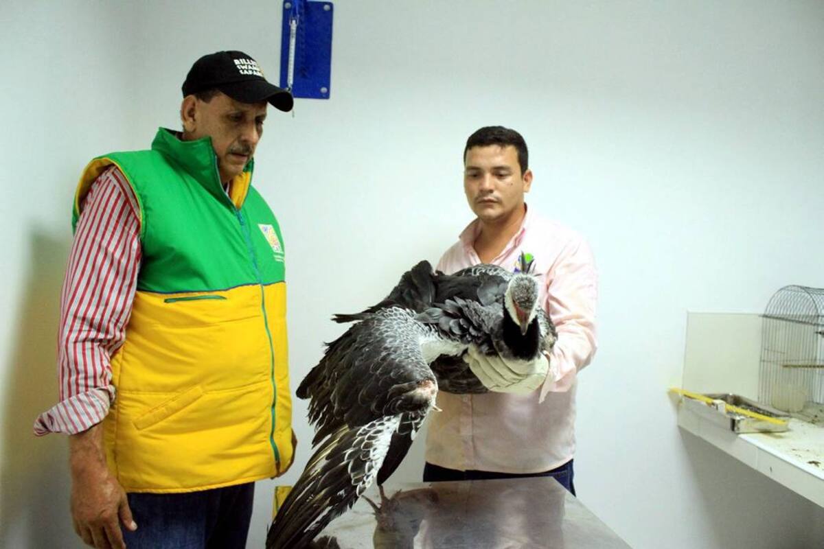 Luis Emilio Atuesta Correa, profesional de la CAS, indicó que el ejemplar fue puesto en cuarentena y en los próximos días será liberado en cercanías de Sabana de Torres. (Foto: Suministrada/VANGUARDIA LIBERAL)