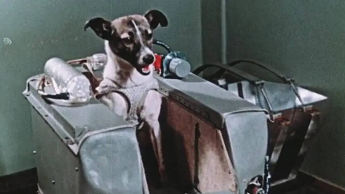Tras superar las pruebas del programa de entrenamiento, Laika fue seleccionada para una misión sin retorno al espacio, y morir en el intento. Quedando para la historia. Imagen tomada de: Redes