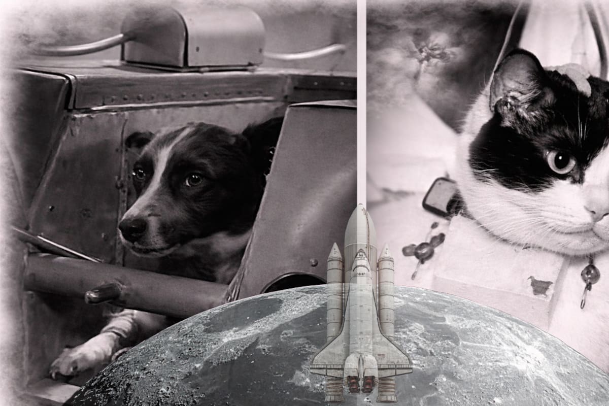 Los animales Laika y Félicette fueron enviados al espacio como parte de misiones científicas que buscaban comprender las condiciones de la exploración espacial. Fotos tomadas de: Redes Sociales / GettyImages // Ilustración propia en Canva.