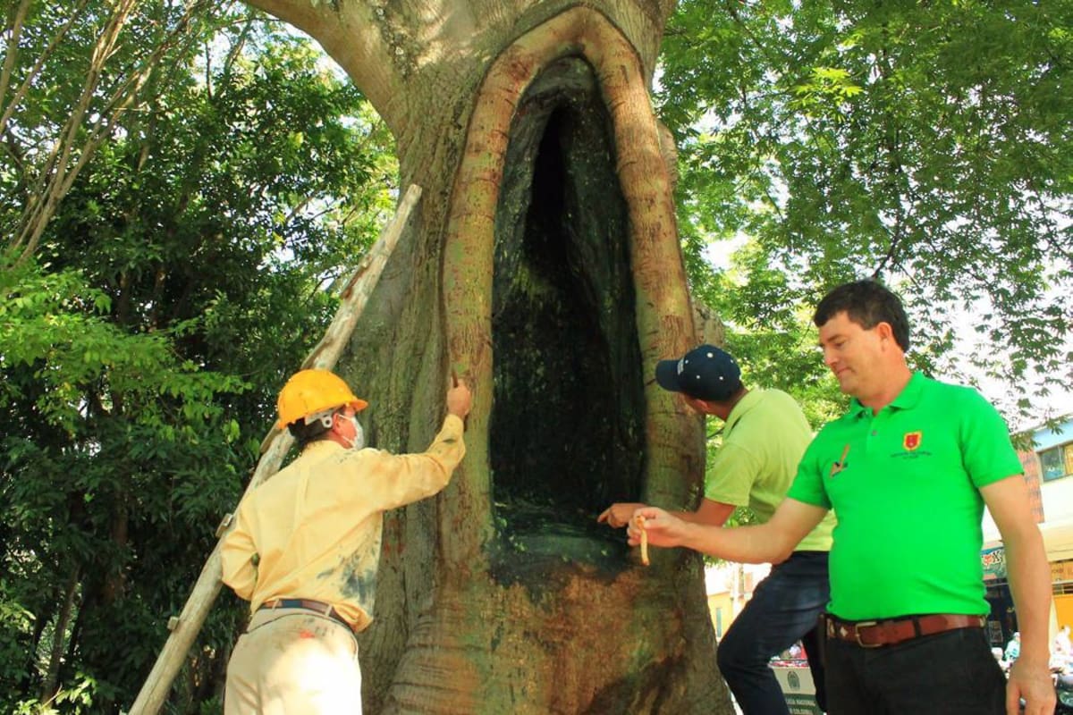 Los primeros controles se empezaron a realizar en el parque La Libertad y en las ceibas del Malecón de San Gil, informó la Secretaría de Agricultura y Desarrollo Social. (Foto: Cortesía / VANGUARDIA LIBERAL)