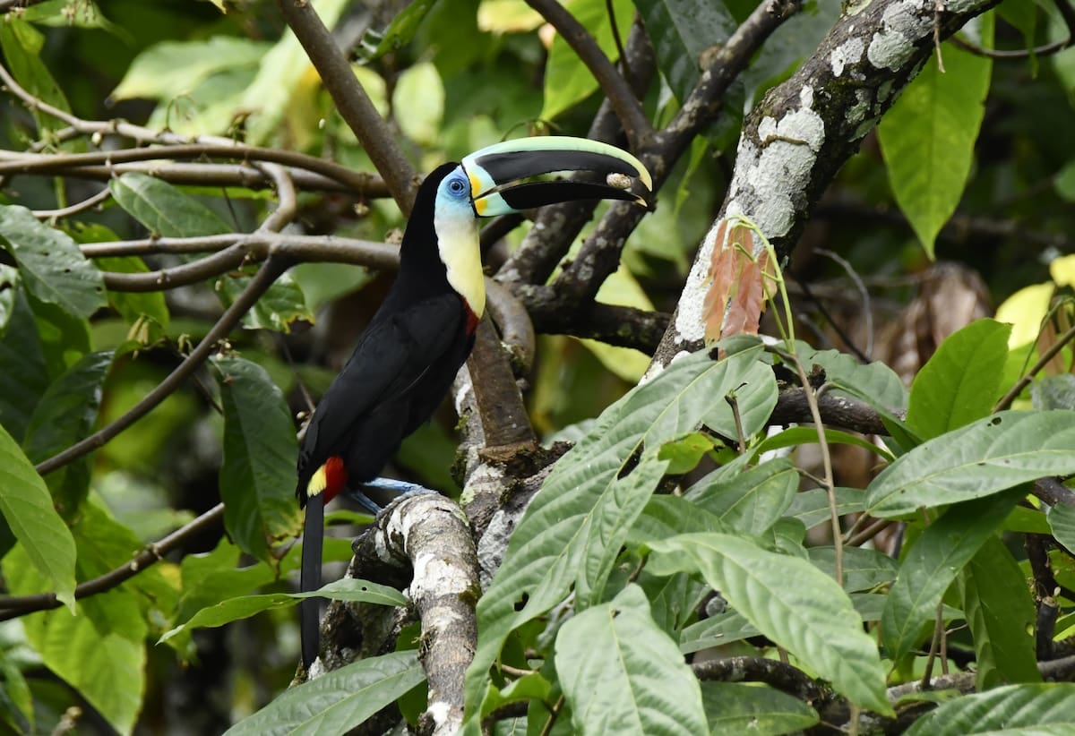 Elkin Briceño/Vanguardia |Tucán Vitelino (Ramphastos vitellinus) en Árbol de Cacao en la Serranía de La Paz.