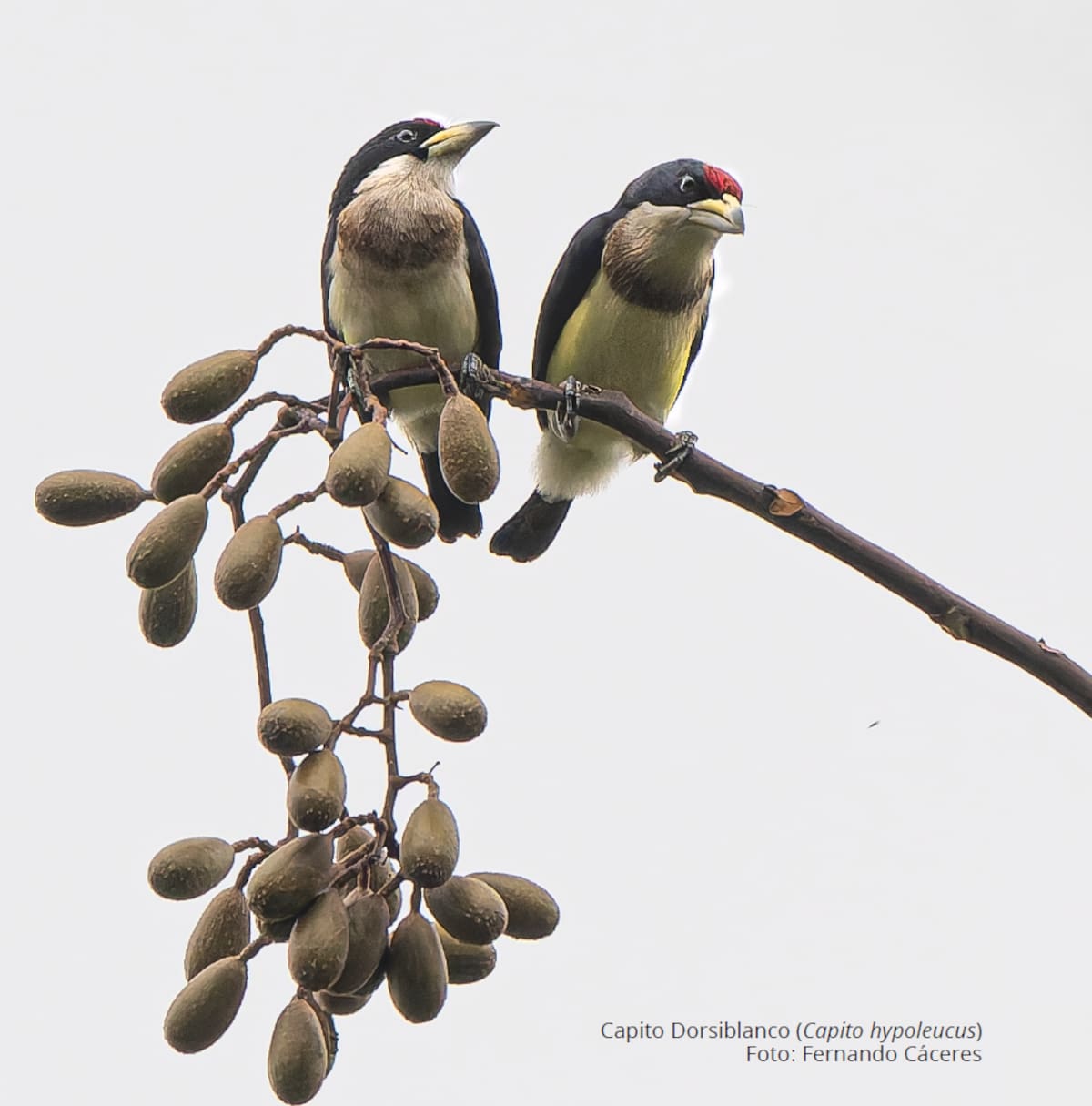 Fernando Cáceres/Vanguardia | Capito Dorsiblanco (Capito hypoleucus)/Vanguardia