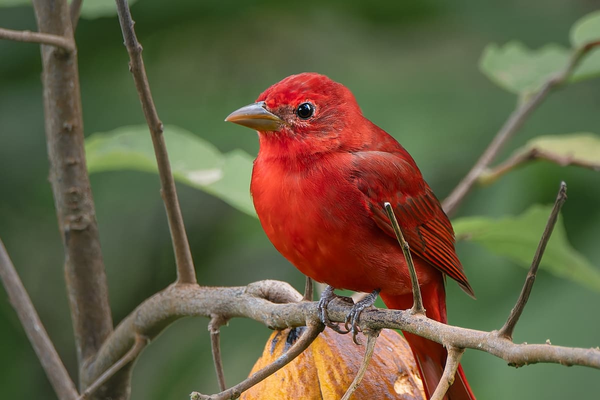 Elkin Briceño/Vanguardia | Piranga (Piranga rubra) en Árbol de Cacao y Fruto en la Serranía de La Paz.