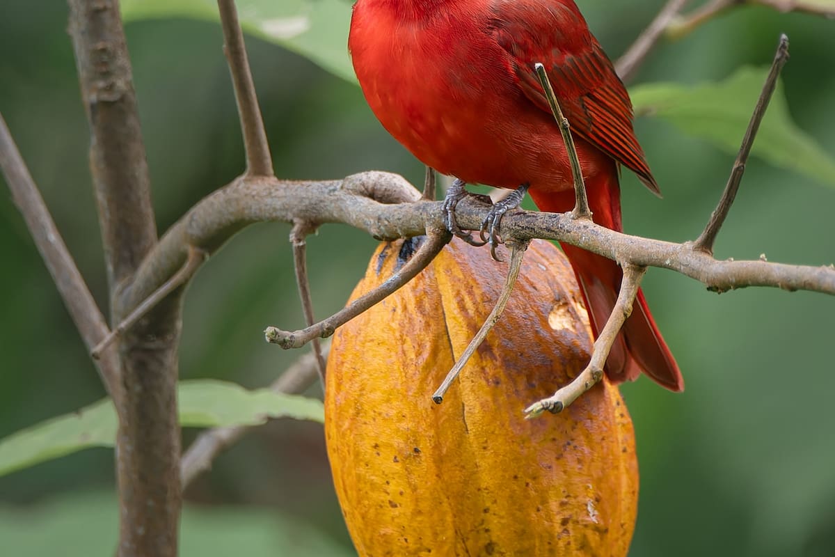 Elkin Briceño/Vanguardia | Piranga (Piranga rubra) en Árbol de Cacao y Fruto en la Serranía de La Paz.