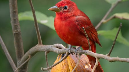 Las aves que habitan los paisajes cacaoteros de Santander