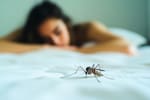 Alertas y brotes en más de 20 municipios de Santander por incidencia del dengue: van 6.743 casos