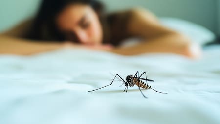 Alertas y brotes en más de 20 municipios de Santander por incidencia del dengue: van 6.743 casos