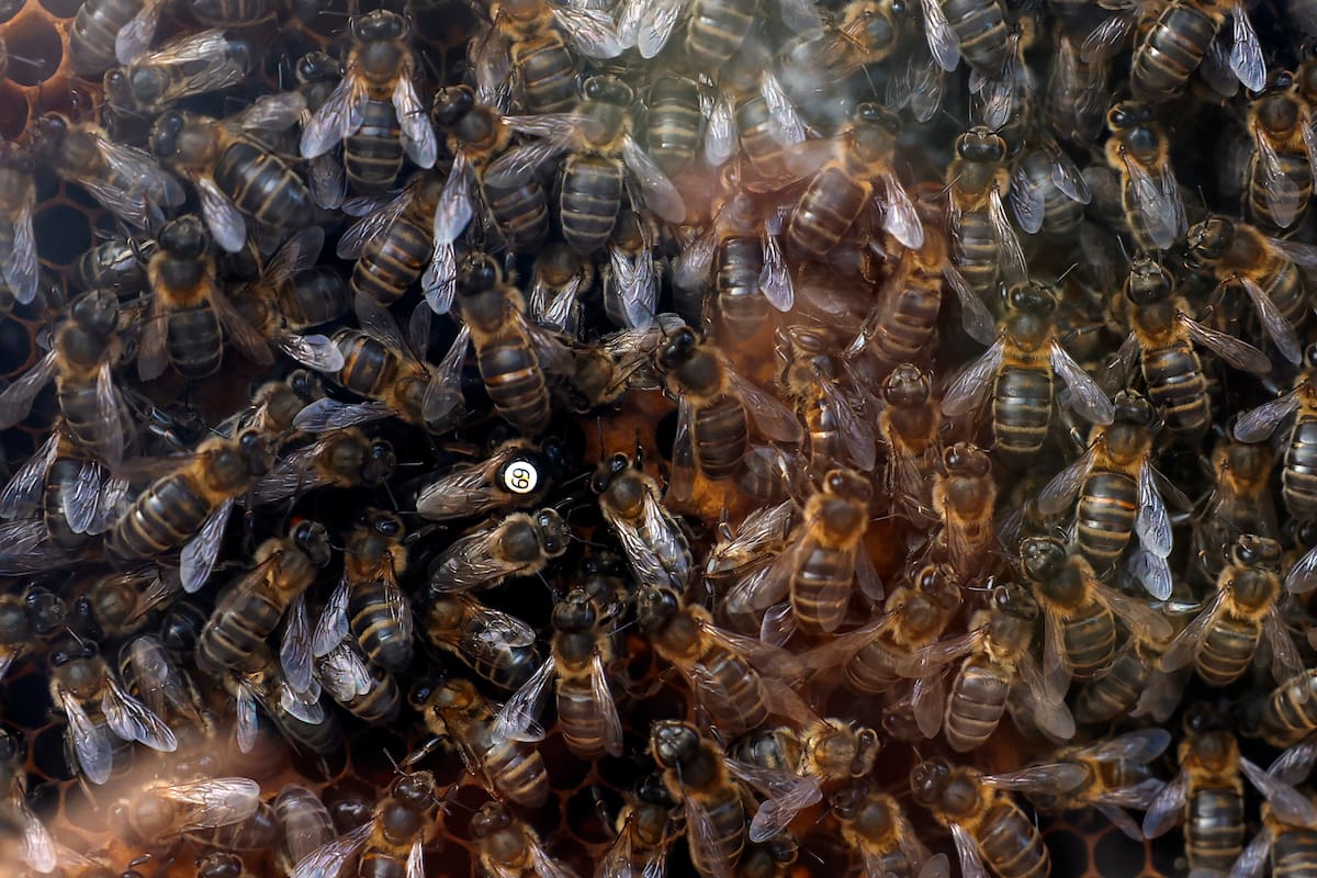 Aspecto de un panal de abejas. EFE/ Jesús Diges