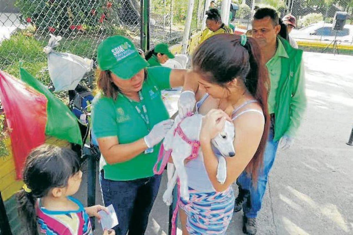 Los funcionarios de camisetas verdes brindan las vacunas de manera gratuita, para las mascotas de los gironeses. (Foto: Suministrada / VANGUARDIA LIBERAL)