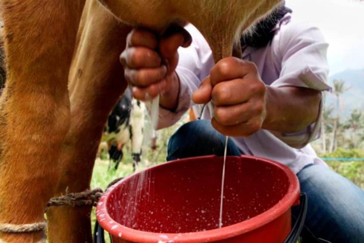 La leche se está quedando en las fincas por falta de transporte para Boyacá y Bucaramanga.