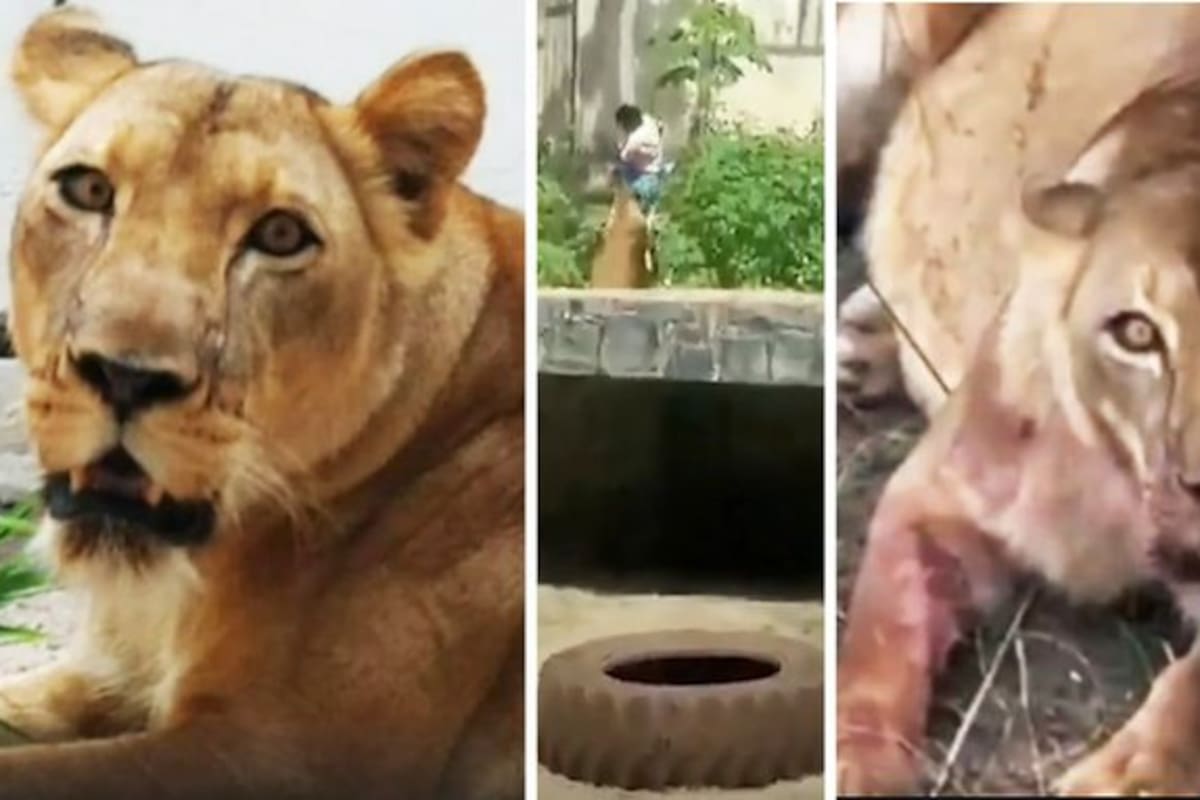 Un joven de 19 años que tenía como deseo trabajar con animales salvajes desde que era muy pequeño, murió el domingo tras ser atacado por una leona en el Parque Zoobotánico Arruda Câmara, en Joao Pessoa, Brasil.