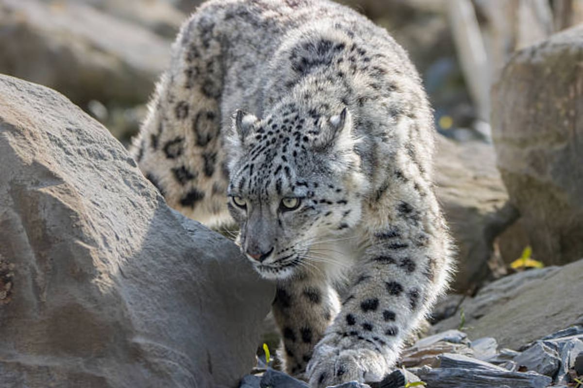 El leopardo de las nieves es también denominado como el “fantasma de las montañas”.