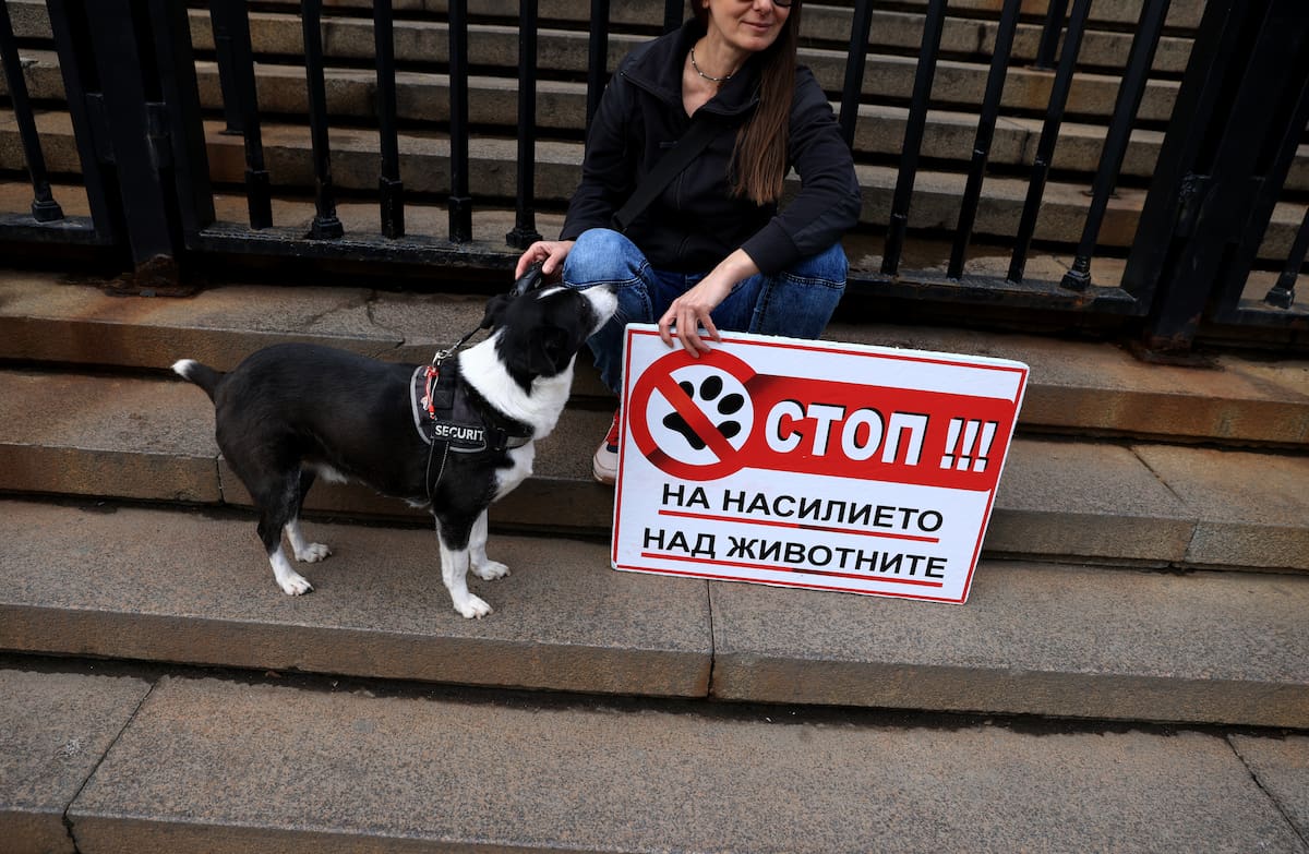 Con penas más severas y un nuevo registro de agresores, Colombia da un paso firme por los animales con las leyes Ángel y Lorenzo, recién sancionadas. | Foto: EFE.