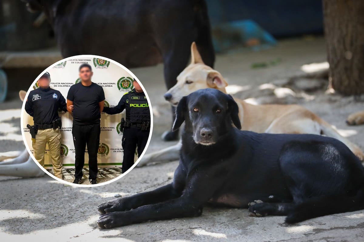 Esta nueva normativa crea el tipo penal de "acceso carnal a animales", modificando la ley 599 de 2000 determinada en el proceso penal colombiano para juzgar estos casos. Foto: Recreada