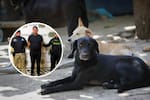 Abuso sexual contra animales ya es un delito en Colombia: cárcel de hasta 140 meses
