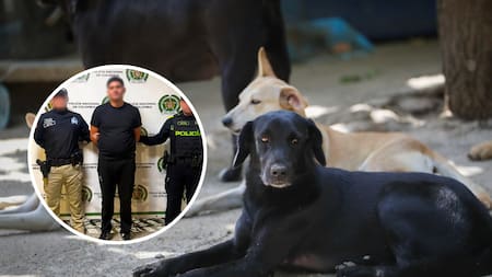 Abuso sexual contra animales ya es un delito en Colombia: cárcel de hasta 140 meses