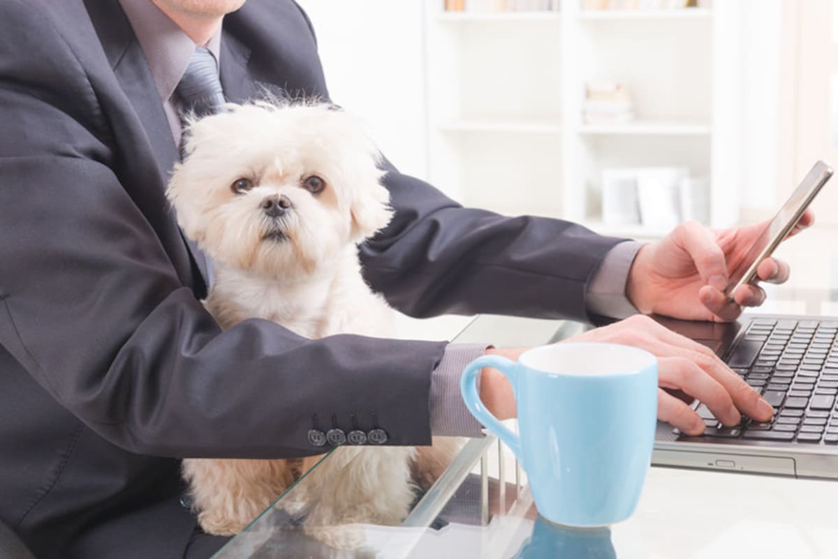 Las normas recientes, las alianzas institucionales y los fallos judiciales han ampliado el reconocimiento de las mascotas en los ámbitos jurídico, laboral y social, integrando su bienestar al de las familias colombianas. / iStock