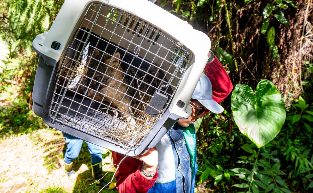 El equipo de la CDMB supervisa la liberación de fauna silvestre en la antesala del páramo de Santurbán. — Foto: Marco Valencia / Vanguardia