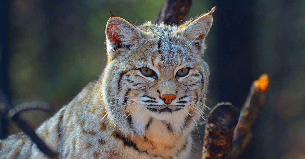 La justicia francesa condenó a una mujer de 62 años por matar a golpes a una hembra de lince, especie protegida, que había atacado a una de sus gallinas.