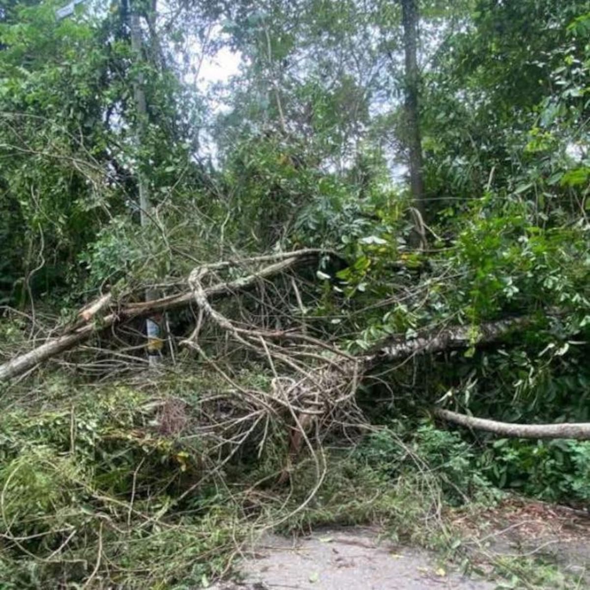 Organismos de socorro y la Dirección de Gestión del Riesgo mantienen monitoreo permanente en comunidades ribereñas mientras continúan las lluvias en Barrancabermeja.
Suministrada/Vanguardia