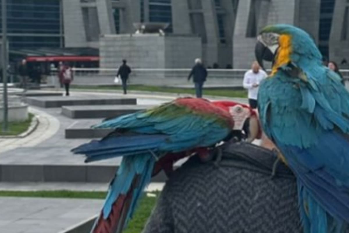 Los loros han sido citados como testigos en el caso de infidelidad y la imagen de las aves camino al juzgado en Turquía, ha recorrido todo el mundo vía redes sociales. Captura de video / VANGUARDIA