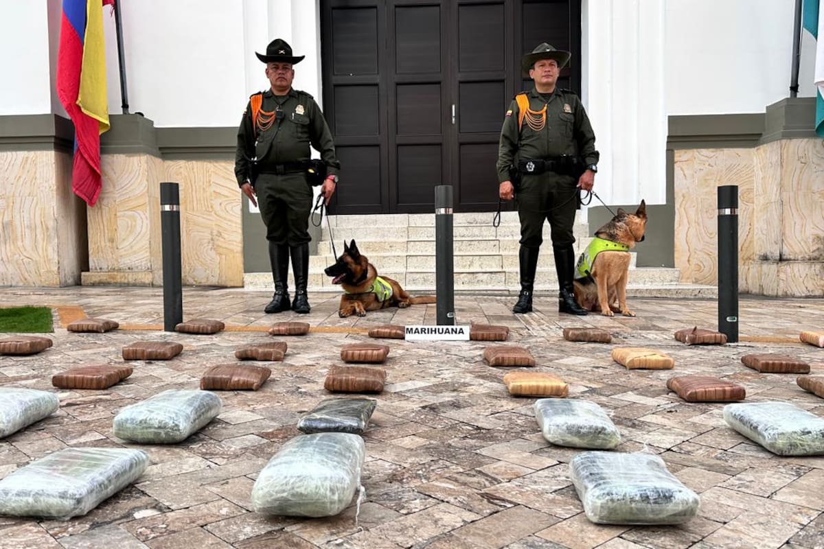 Los 48 paquetes de marihuana fueron hallados tras la marcación positiva del canino Daz.