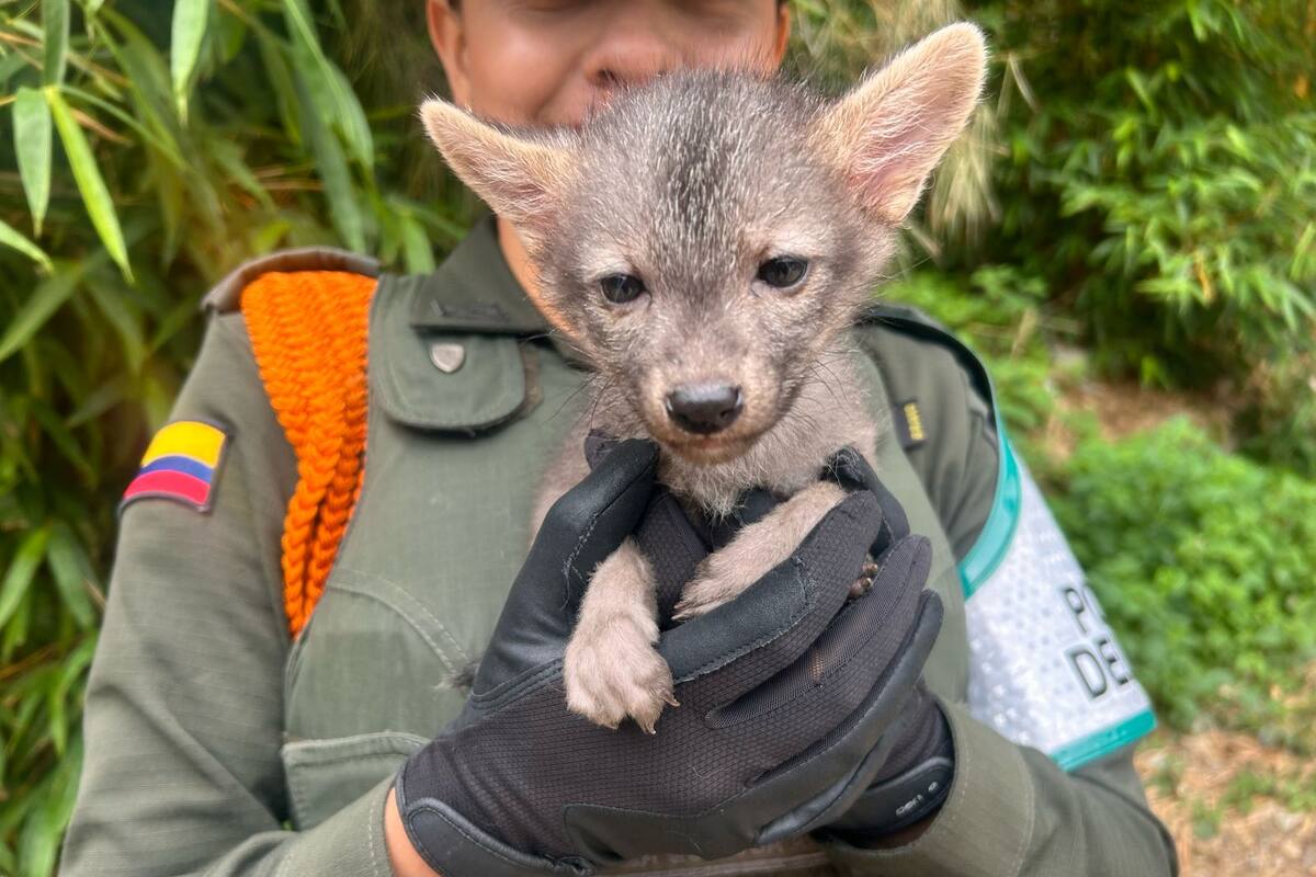 Los animales eran mantenidos enjaulados en condiciones inadecuadas dentro de la casa.