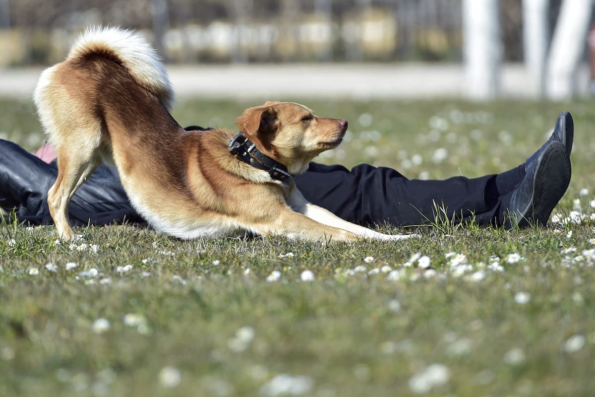 En la imagen de archivo, un perro se estira junto a su dueño mientras disfrutan de un soleado día en un prado de Fráncfort del Meno (Alemania). EFE/Arne Dedert