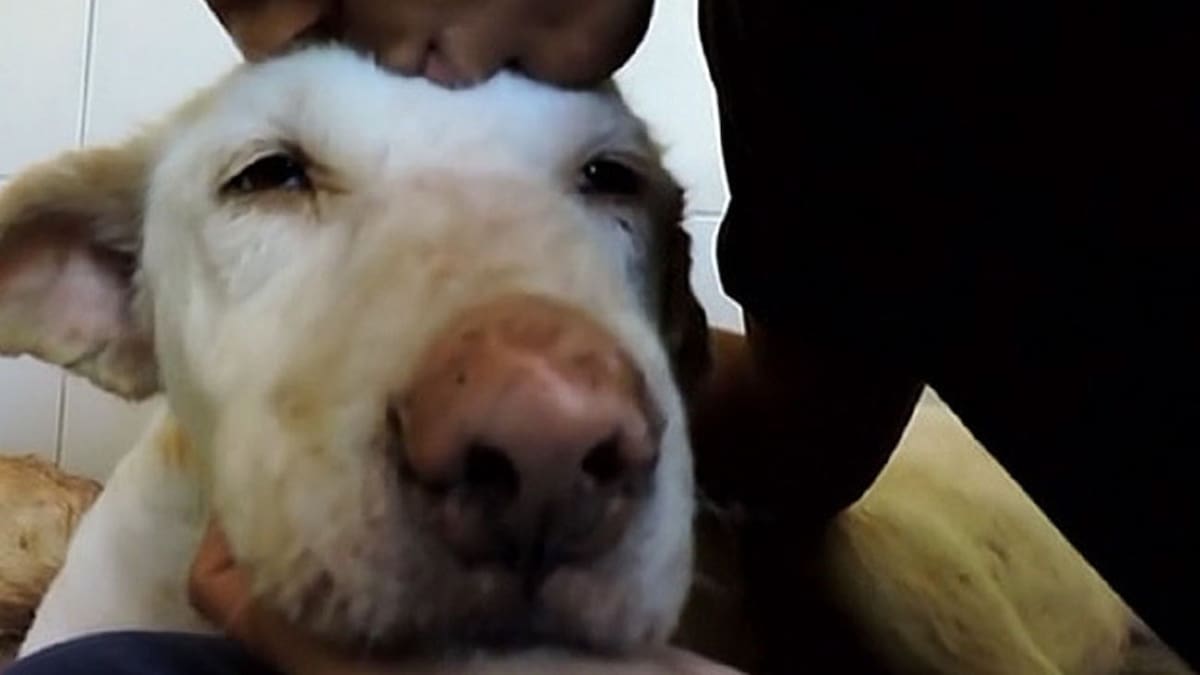 Los humanos ralentizan el habla cuando se dirigen a sus perros.