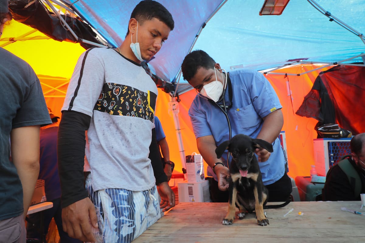 AME6819. LA GUAIRA (VENEZUELA), 03/07/2026.- Un médico veterinario brinda asistencia a un perro en una carpa de atención veterinaria este jueves, en La Guaira (Venezuela). Además de perros y gatos, "hemos recibidos conejos, morrocoyes, un lorito, la mayoría en estado crítico", explicó a EFE Tejera, una de los 170 miembros de esta organización que se conformó de manera espontánea un día después de los terremotos de magnitud 7,2 y 75, en medio de la ola ciudadana de ayuda que se volcó a llevar asistencia a La Guaira. EFE/ Raúl Martínez