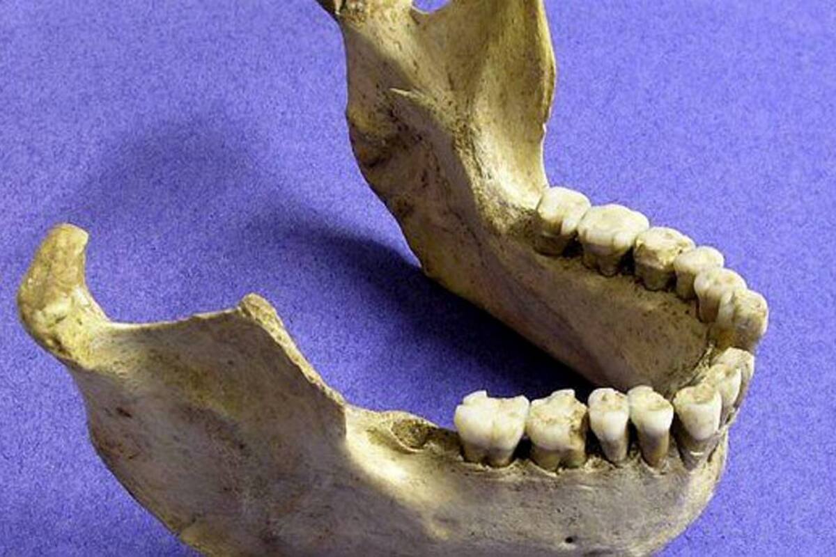 En la imagen se aprecia la mandíbula de un neardental. (Foto: EFE/ VANGUARDIA LIBERAL)