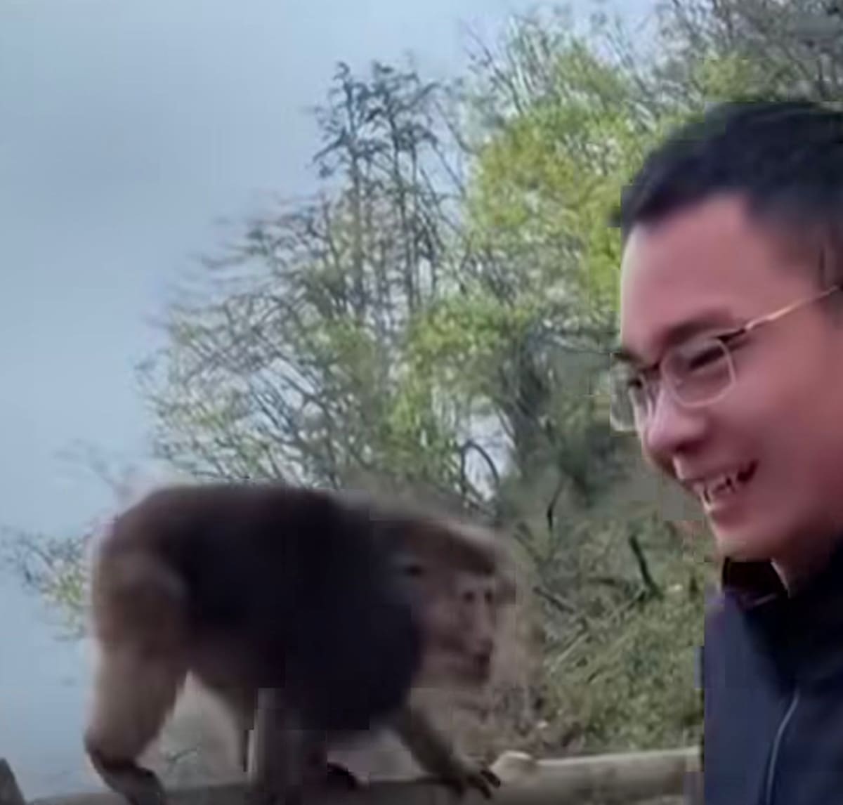 Un turista fue vetado durante tres años del Monte Emei, en China, tras empujar a un macaco tibetano hacia un precipicio mientras el animal se alimentaba tranquilamente sobre una baranda.
Foto tomada de: Pantallazo de video de Instagram @n.mas