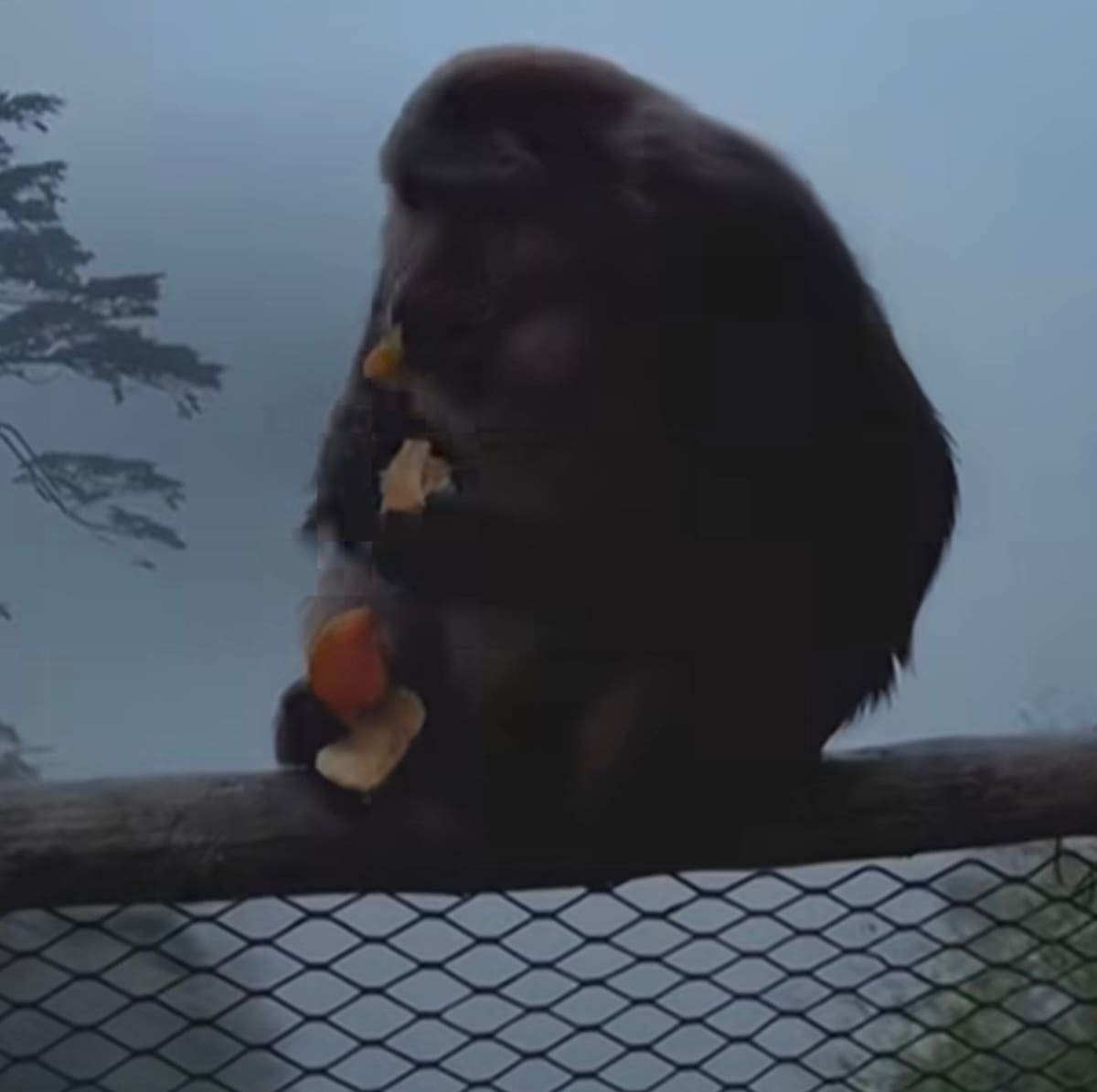 El macaco tibetano logró aferrarse a la baranda y sobrevivir tras ser empujado por un turista en una zona turística del Monte Emei, en China.
Foto tomada de: Pantallazo de video de Instagram @n.mas