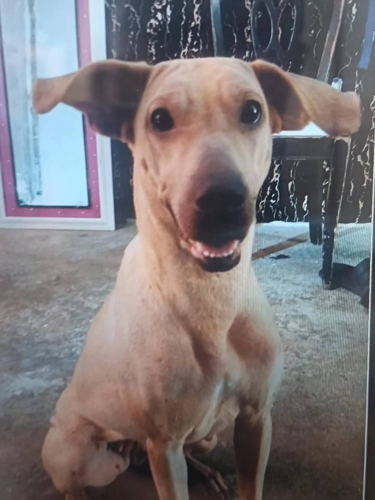 Una cachorra de tres meses rescatada de la vivienda del presunto agresor está en custodia de la Unidad de Bienestar Animal de Bucaramanga.