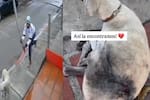 Video: Perrita fue golpeada con un palo y luego perseguida con un machete en Barranquilla