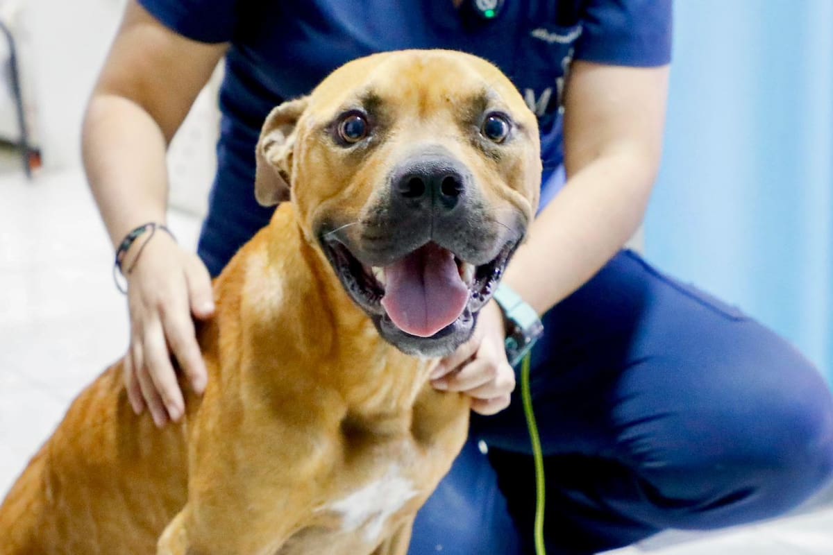 Conan es un noble perro que fue maltratado en Floridablanca.
