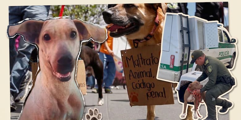 Maltrato animal: Santander suma 65 casos este año