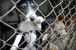 Falso veterinario usó varsol y cianuro para “dormir” a un perro y lo enterró vivo